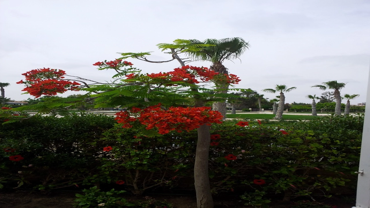 فيلا للايجار في قريه ديبلو 3 في سيدي عبد الرحمن الساحل الشمالي