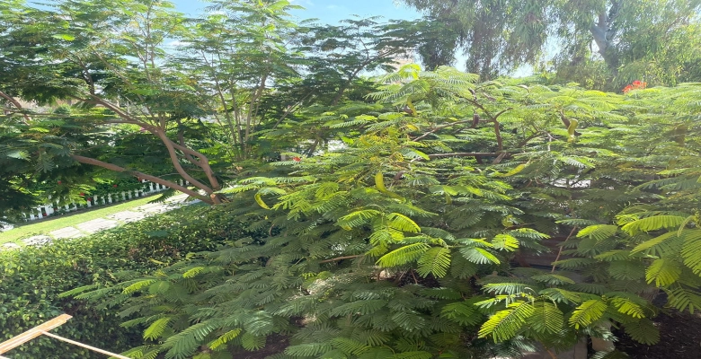 شالية للايجار فى مارينا 4  algomhoria