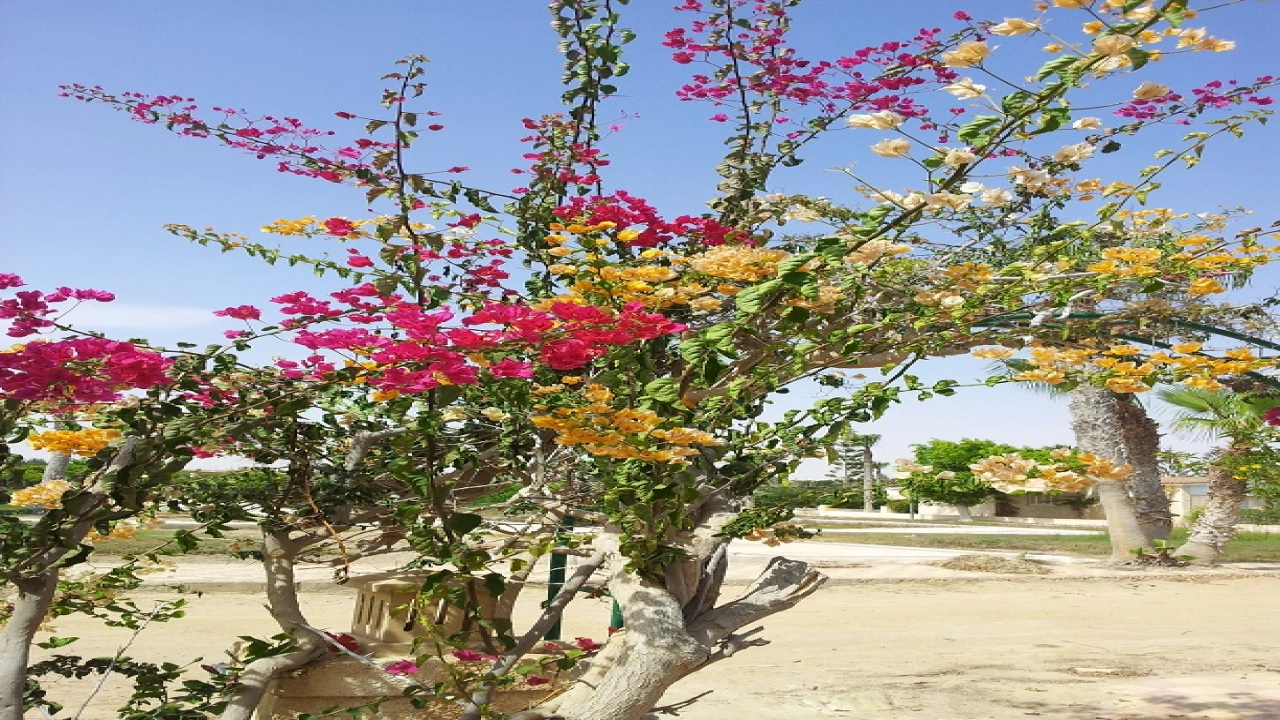 فيلا للايجار في قريه ديبلو 3 في سيدي عبد الرحمن الساحل الشمالي